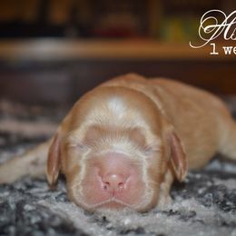 Girl 2 - Buff female Cocker Spaniel puppy in Myerstown, Pennsylvania from The Cocker Cingdom