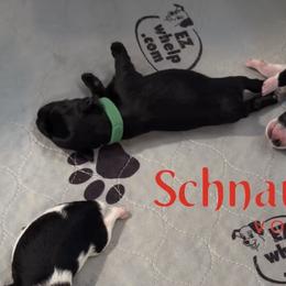 Cooper AKC (green collar) - Black male Miniature Schnauzer puppy in Pelzer, South Carolina from Schnauzer Heaven Von Longbach