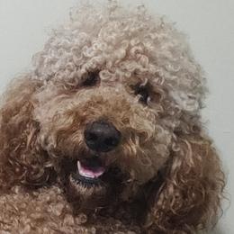 Kokoh - Goldendoodle