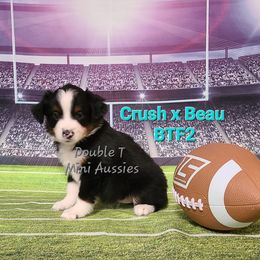 "Cali" BTF 2 - Black Miniature Australian Shepherd puppy in Smiths Station, Alabama from Double T Mini Aussies