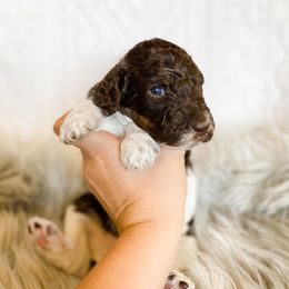 Boy 4 - Poodle puppy in La Verkin, Utah from LeBaron Standard Poodles