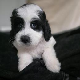 Luna - Black and white female Bernedoodle puppy in Malden, Illinois from Doting Doodles