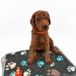 Cider - Red  male Poodle puppy in Mount Vernon, Illinois from AMC Poodles