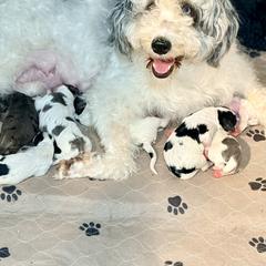 Girl 3 - female Golden Mountain Doodle puppy in Cocoa, Florida from The Beach Doodles