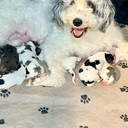 Girl 3 - female Golden Mountain Doodle puppy in Cocoa, Florida from The Beach Doodles