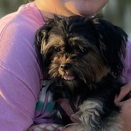 Ellee - Shorkie