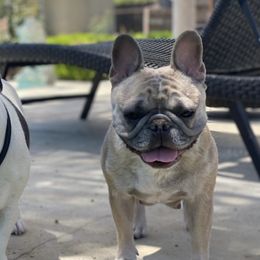 French Bulldogs from For The Love of Frenchies