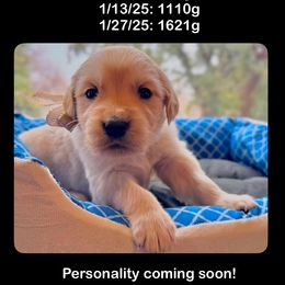 Boy 1 - Golden Retriever puppy from Socalretrievers