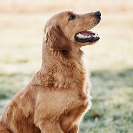 Maiara - Golden Retriever