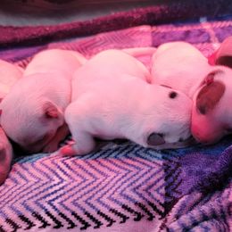 Australian Cattle Dog and Smooth Fox Terrier Puppies from Palomar Kennels