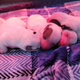 Australian Cattle Dog and Smooth Fox Terrier Puppies from Palomar Kennels