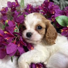 Shimmer - Blenheim female Cavalier King Charles Spaniel puppy in Conway, Missouri from Jordan  Harrison
