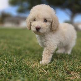 Poodle Puppies from Caboodles Of Poodles