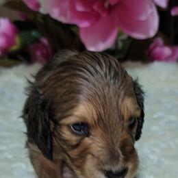 Dachshund Puppies from CLARK'S BREEDING PROGRAM