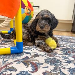 Kane - Merle male Cockapoo puppy in Beresford, South Dakota from DAKOTA DOOD RANCH