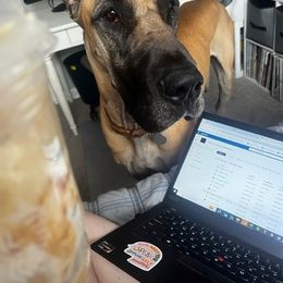 Bedlington Terrier and Great Dane All Grown Up from Cloud9 Bedlingtons and Argos Danes