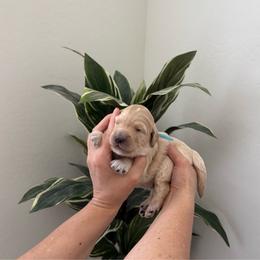 Blue collar - Apricot male Goldendoodle puppy in Surprise, Arizona from AZ Ohana Doodles
