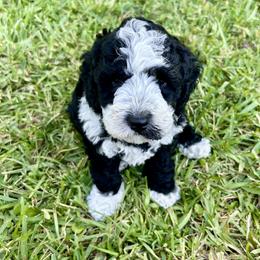 Hera - Black female Australian Labradoodle puppy in Chuluota, Florida from Delano Australian Labradoodles