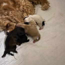 Cocker Spaniel Puppies from Mable meadows Cockers