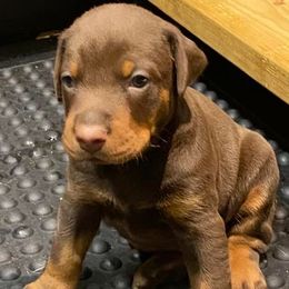 Doberman Pinscher Puppies from Kiziah Dobermans