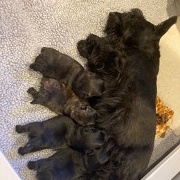 Scottish Terriers from Karen's Scottish Terriers