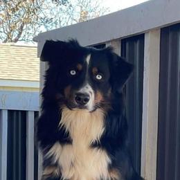 Colt - Black tri-color male Australian Shepherd puppy in Ranger, Texas from Outback Mini Aussies