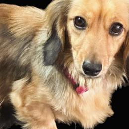 Belle - Dachshund