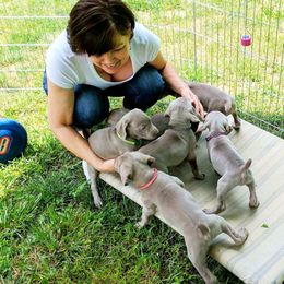 Weimaraner Puppies from Zauberhaft Weimaraners