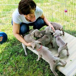 Weimaraner Puppies from Zauberhaft Weimaraners