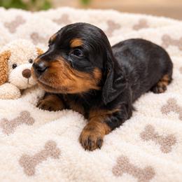 Kona - AKC - Black and tan female Dachshund puppy in Omaha, Nebraska from Colorful Dachshunds