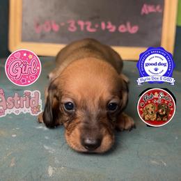 Astrid - Wild boar female Dachshund puppy in Livingston, Kentucky from Illyria Dox & GSD