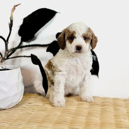 Lily - Parti female Goldendoodle puppy in Livermore, Colorado from Heritage Hills Family Doodles