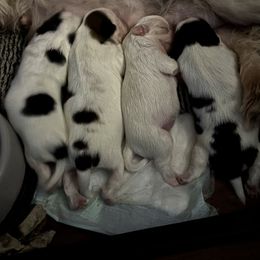 Shih Tzu puppies from May May’s Shih Tzu’s