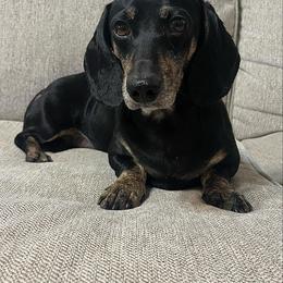 Female 1 - Fawn (isabella) and cream female Dachshund puppy in El Campo, Texas from Creamer Creek Kennel