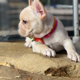 Pink collar - French Bulldog puppy from Big Daddy Frenchies