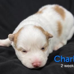 Charlie - Red and white male Pomsky puppy in Winston, Oregon from Arctic Tails Spitz