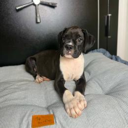 Boy 2 - Brindle male Boxer puppy in Prestonsburg, Kentucky from Diamond Standard Boxers