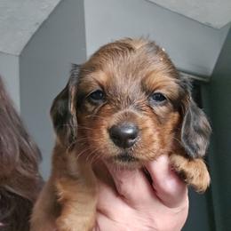Boy 2 - Dapple male Dachshund puppy in Lansing, Michigan from Black Thunder 517 Dachshunds and frenchies