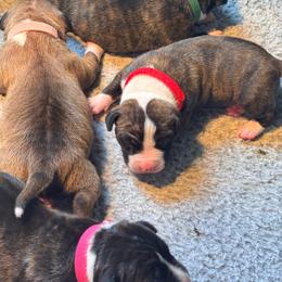 Red collar - Red brindle male American Staffordshire Terrier puppy in Cloverdale, Indiana from Woodshire American Staffordshire Terrier’s