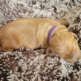 Girl 3 - Red  Goldendoodle puppy in Annandale, Minnesota from Pleasant Lake Doodles
