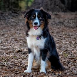 Stormy  - Miniature Australian Shepherd