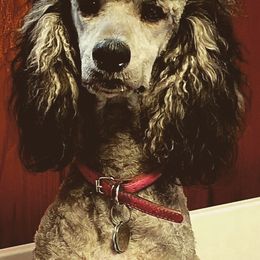 Cockapoos and Poodles from FurEver Young Kennels