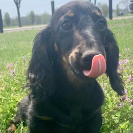 Dachshund Puppies from Howard Hounds