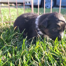 Australian Shepherd Puppies from Charmed Australian Shepherds