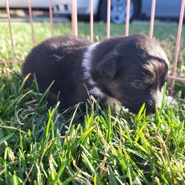 Australian Shepherd Puppies from Charmed Australian Shepherds
