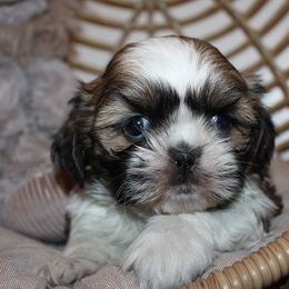 Boy 1 - Red and white male Shih Tzu puppy in Craig, Colorado from Rocky Mountain Shih Tzus and Dry Creek Miniature Dachshunds