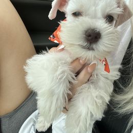 Miniature Schnauzer All Grown Up from Regency Schnauzer