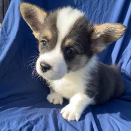 Dot - White and black male Pembroke Welsh Corgi puppy in Beulaville, North Carolina from Windy Acres Pembroke Welsh