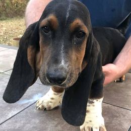 Basset Hounds from Manning’s Basset Hounds