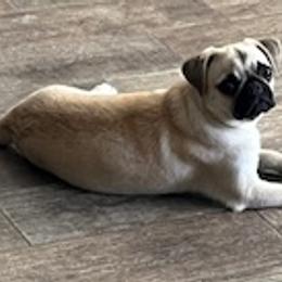 GiGi - Pug